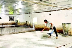 Ông Phạm Văn Thạch, Tổ dân phố 2, xã Rạng Đông xử lý chuồng trại, hy vọng sớm được tái đàn sau dịch.