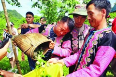1- Sản phẩm mận hậu Mộc Châu được du khách trong nước, cùng bạn bè quốc tế biết đến nhiều hơn.