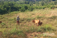Nhiều hộ thoát nghèo nhờ nuôi bò.