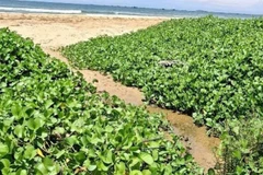 Nước thải khu du lịch Asteria có màu đen chảy ra biển.