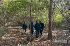 Lực lượng bảo vệ rừng đi tuần tra.