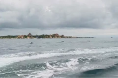 Đàn cá heo xuất hiện tại bờ biển gần Khu bảo tồn biển Hòn Cau.