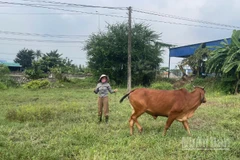 Chị Nguyễn Thị Hà (46 tuổi) không có đất làm chuồng nuôi bò, nên đã buộc bò vào một bãi đất trống gần chỗ làm thuê.