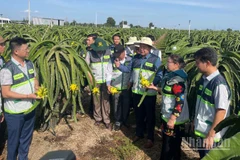 Trung tâm Khuyến nông các địa phương tham quan vườn thanh long.