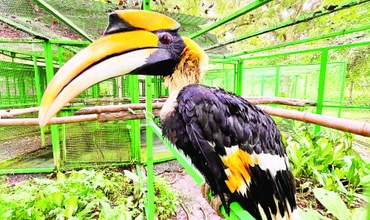 Cá thể chim hồng hoàng được nuôi dưỡng, chăm sóc tại Vườn quốc gia Cát Tiên.