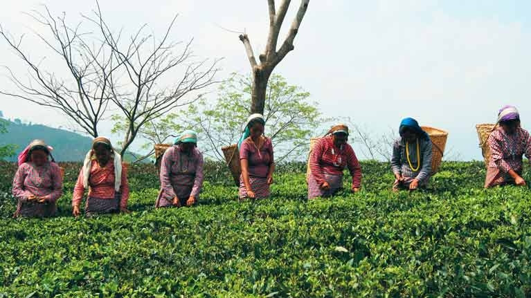 Ảnh minh họa: S. Chakraborty/Mountain Partnership 2018/ILO