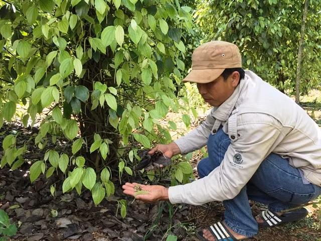 Vườn hồ tiêu của gia đình ông Ma Văn Phú xảy ra hiện tượng cháy lá, rụng lá và gié.