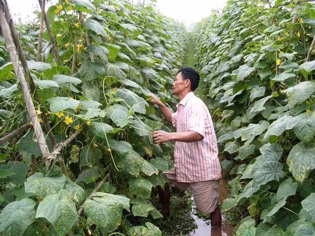 Trồng dưa chuột bao tử xuất khẩu có hiệu quả cao ở xã Khánh Thành, Yên Khánh, Ninh Bình.