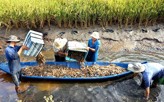Tỉnh Cà Mau đang nỗ lực xây dựng thương hiệu "lúa sạch", lúa và tôm hữu cơ trên cánh đồng lúa - tôm huyện Thới Bình.