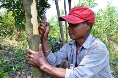 Bà con thu hoạch vụ “tiên quế” năm 2020. Bóc tách vỏ quế nguyên vẹn giá bán sẽ cao hơn.