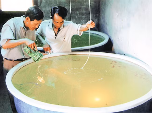 Kiểm tra cua giống tại Trung tâm Giống hải sản Nam Định (xã Bạch Long, Giao Thủy, Nam Định). Ảnh: HUY HÙNG