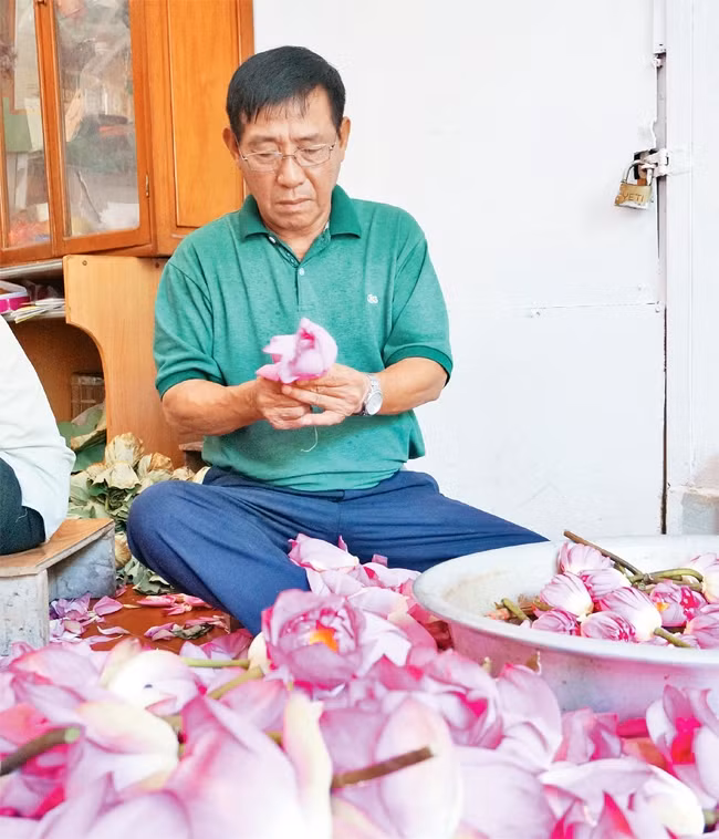 Dày công nhân giống sen Tây Hồ