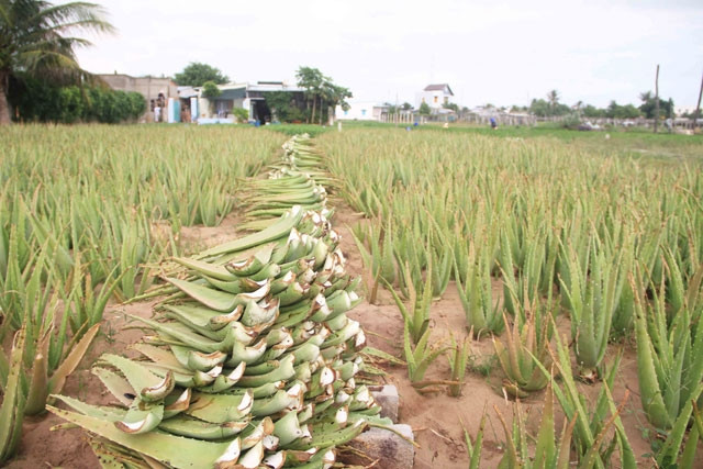 Bẹ nha đam đạt loại 1 được tuyển chọn để thương lái thu mua với giá cao.