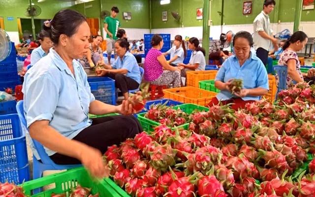 Phân loại thanh long trước khi đóng gói tại Doanh nghiệp tư nhân rau quả Bình Thuận. Ảnh: ÐÌNH CHÂU