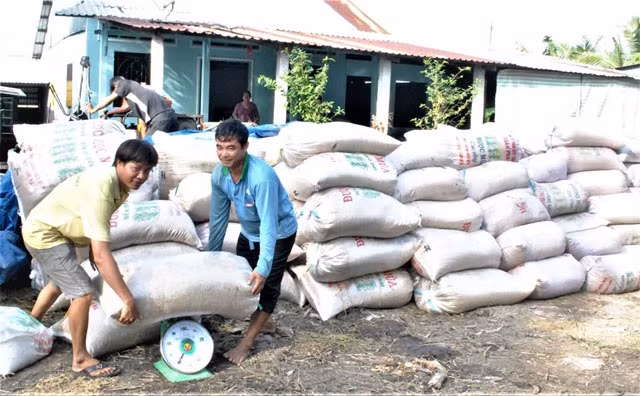 Nông dân HTX nông nghiệp Phú Hòa, xã Tân Hội, huyện Tân Hiệp bán lúa cho doanh nghiệp.