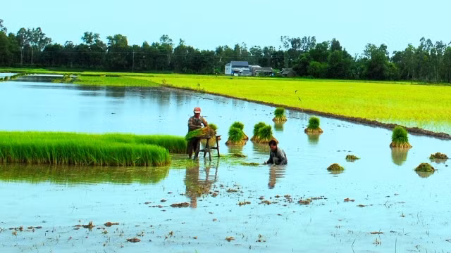 Nhờ được giao khoán, cư dân Khánh Thuận có đất canh tác nông nghiệp, duy trì cuộc sống trong nhIều năm qua.