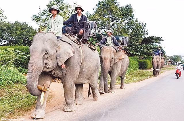 Voi phục vụ khách du lịch ở huyện Lắc, tỉnh Đác Lắc.
