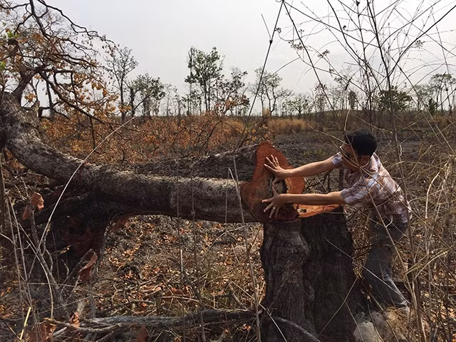 Rừng tự nhiên nằm trên địa bàn xã Cư M’lan, huyện Ea Súp cho Công ty TNHH chế biến thực phẩm và lâm nghiệp Đác Lắc quản lý bị triệt hạ. 