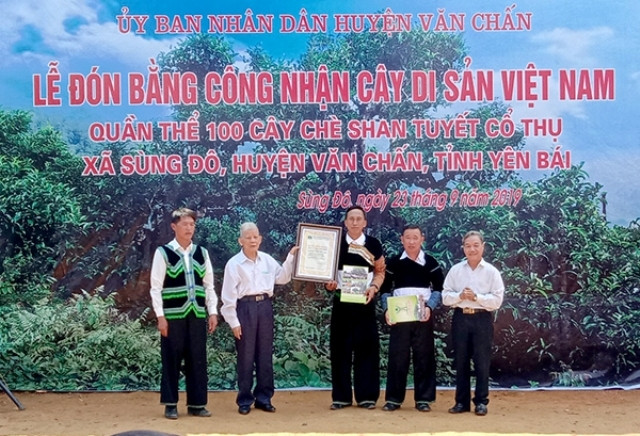 Công nhận Cây di sản đối với quần thể chè shan tuyết cổ thụ Giàng Pằng