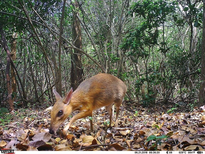 Bẫy ảnh đã chụp được loài chevrotain lưng bạc (Tragulus Verscolor) đã biến mất trong gần 30 năm. Ảnh: Tổ chức Bảo tồn động vật hoang dã toàn cầu.