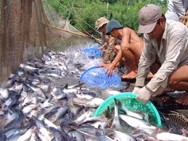 Phát triển bền vững nghề nuôi cá tra ở Nam Bộ