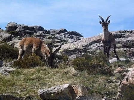 Dê rừng vùng núi Pyrenees bị tuyệt chủng từ năm 2000.