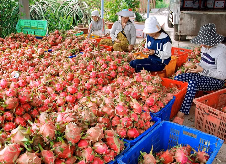 Thu hoạch thanh long tại xã Hồng Sơn, huyện Hàm Thuận Bắc (Bình Thuận). Ảnh: PHAN NGỌC NIÊN