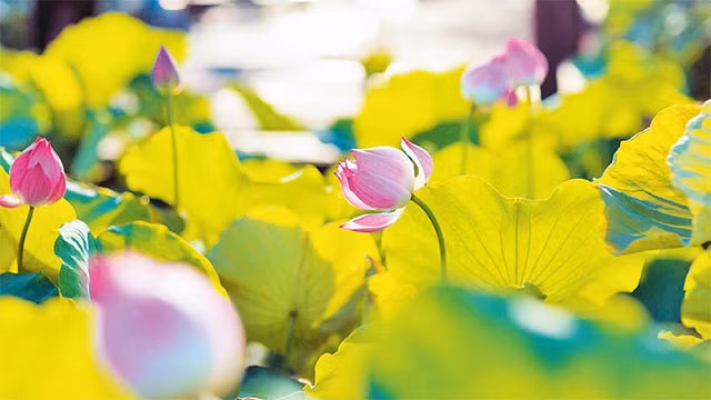 Hồ Tây mỗi độ sen hồng