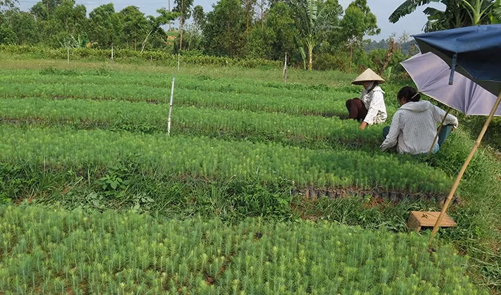 Nhiều hộ dân ở huyện Chi Lăng tự gieo, ươm giống cây lâm nghiệp.