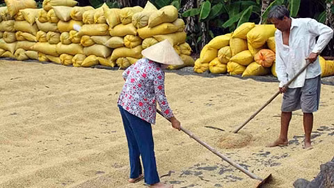 Giá lúa thấp khiến nhiều nông dân thua lỗ. Ảnh: MINH ĐẠT