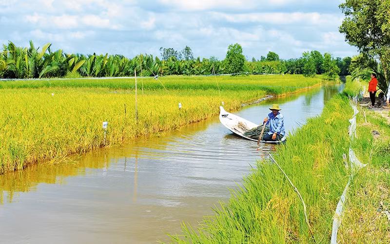 Người dân sản xuất tôm - lúa ở Cà Mau.