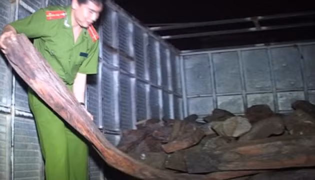 Công an kiểm đếm số gỗ trắc vừa bắt giữ.