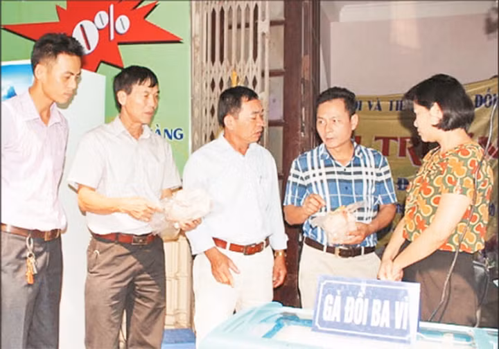 Gà đồi Ba Vì được người tiêu dùng ưa chuộng. Ảnh: THIÊN TÚ