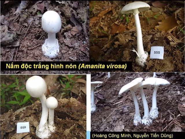 Nhiều gia đình nguy kịch tính mạng vì ngộ độc nấm rừng.