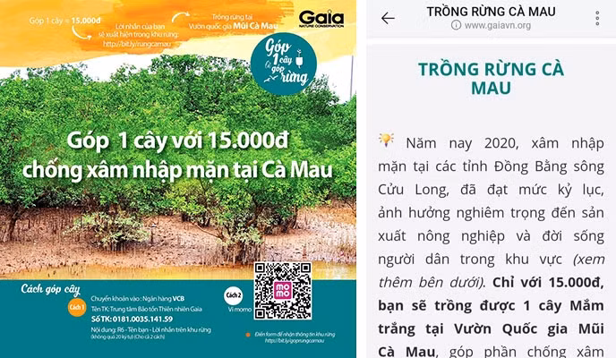 Hình ảnh đăng tải trên trang web của gổ chức “Gaia” về việc vận động trồng rừng ngập mặn tại Cà Mau.
