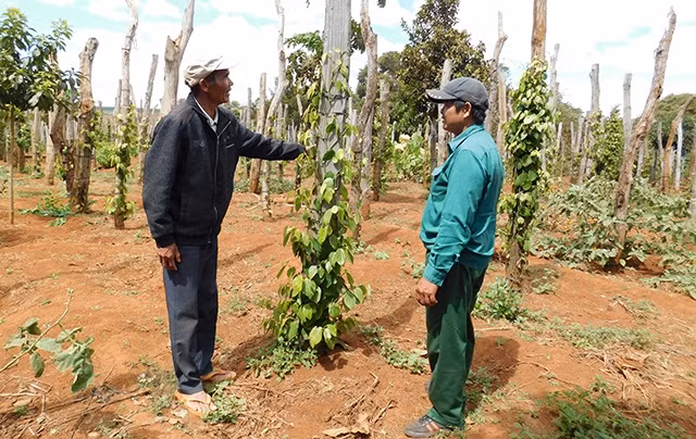 Già Kpă Phái (bên trái) chia sẻ kinh nghiệm trồng hồ tiêu cho người dân.