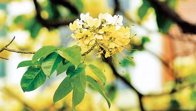 Rực rỡ mùa hoa bún