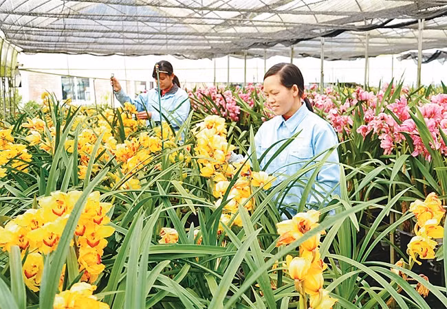 Ứng dụng công nghệ cao vào sản xuất hoa lan nuôi cấy mô tại Công ty Việt Tú (huyện Bắc Hà).