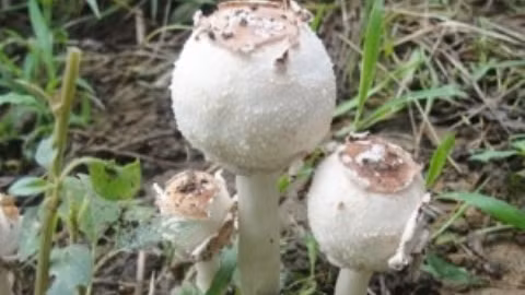 Tăng cường công tác phòng chống ngộ độc do nấm