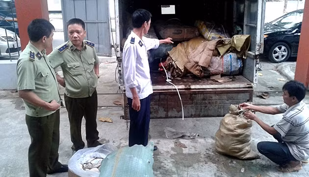 Đội QLTT số 1 bắt giữ nội tạng bò và chân giò lợn nhập lậu, tại TP Lào Cai, sáng ngày 2-10-2015.