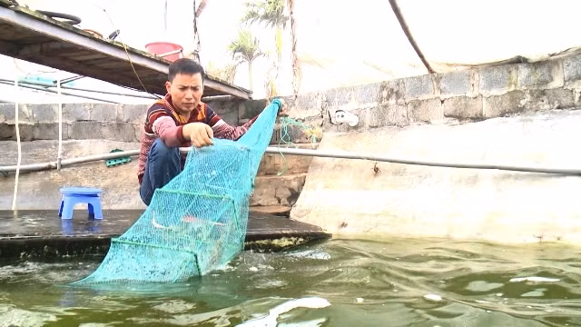 Hằng ngày anh Bốn kiểm tra các lồng nuôi tôm để luôn bảo đảm và chủ động điều chỉnh nhiệt độ.