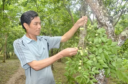 Vườn mơ của gia đình ông Nguyễn Đình Hùng ở thôn bản Rạo, phường Xuất Hoá, TP Bắc Cạn chuẩn bị cho thu hoạch.