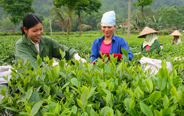 Người dân xã Tân Cương (Thái Nguyên) thu hái chè vụ xuân.