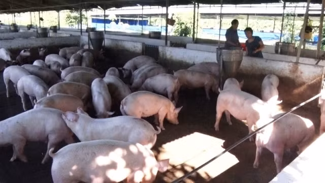 Người chăn nuôi lo lắng khi giá heo chưa có dấu hiệu tăng trở lại.