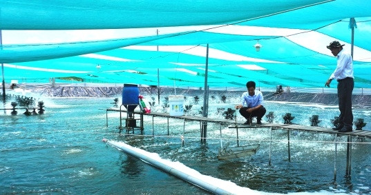 Mô hình nuôi tôm siêu thâm canh của Công ty N.G (huyện Ngọc Hiển, tỉnh Cà Mau) (Ảnh: HỮU TÙNG))