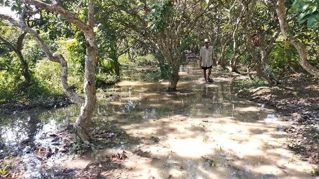 Nhiều vườn cây ăn quả của người dân các xã cù lao của huyện Long Hồ (Vĩnh Long) bị ngập nước ảnh hướng năng suất và có thể gây chết cây.