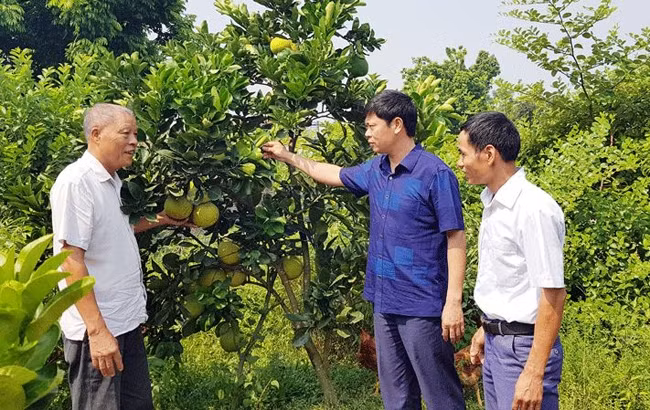 Cán bộ, đảng viên xã Lương Phú, huyện Phú Bình (Thái Nguyên) phát triển kinh tế vườn cho hiệu quả cao. Ảnh: THÚY HẰNG