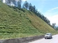 Cỏ Vetiver trồng trên mái taluy<br>dọc đường Hồ Chí Minh.