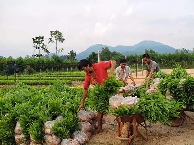 Người dân huyện Ba Tơ (Quảng Ngãi) vận chuyển cây giống trồng rừng.