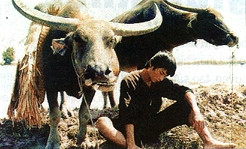 Cảnh trong phim "Mùa len trâu"
